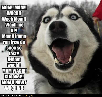 Anonymous-funny-dog-pictures-mom-wach