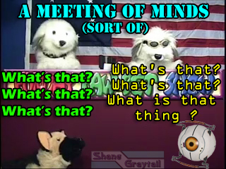 Shane_Graytail-curiosity