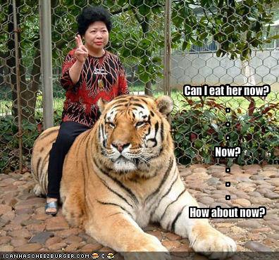 Anonymous-funny-pictures-tiger-is-interested-in-eating-a-tourist