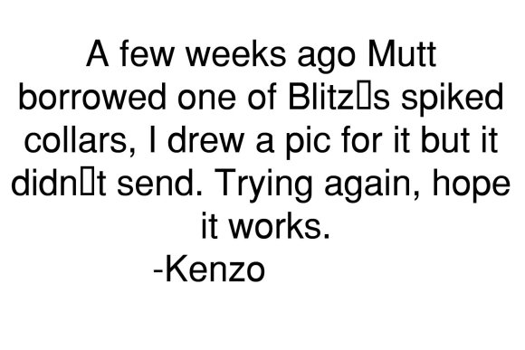 kenzo-mutts_new_collar1