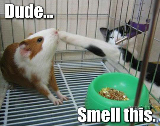 Anonymous-dude_smell_this0