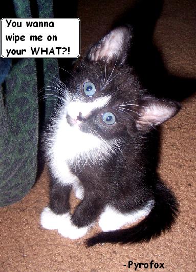 Pyrofox-confused_cat