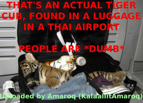 amaroq_upload_20100829