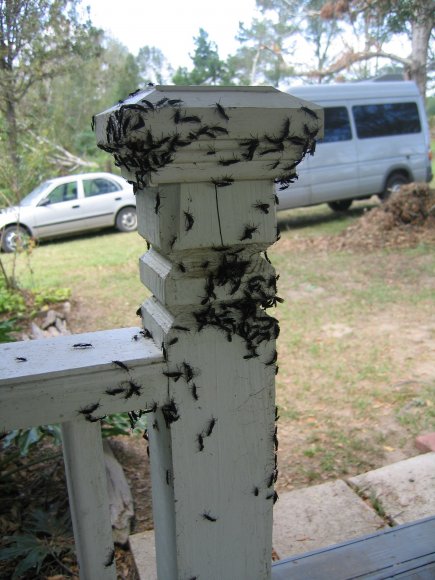 Anonymous-Love2520Bugs2520Like2520White