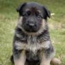 Anonymous-german_shepherd_puppy-13073