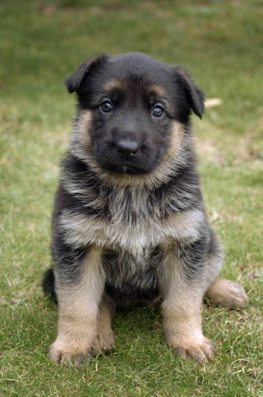 Anonymous-german_shepherd_puppy-13073