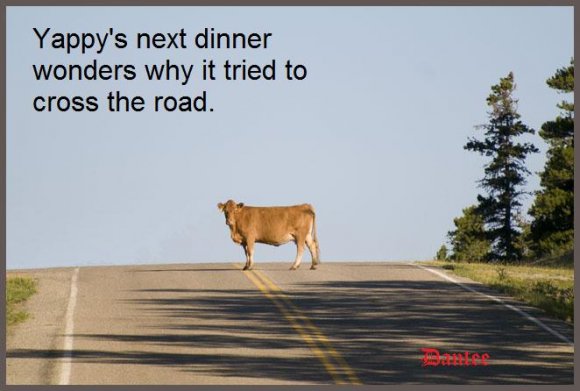 Anonymous-Cow-in-Road