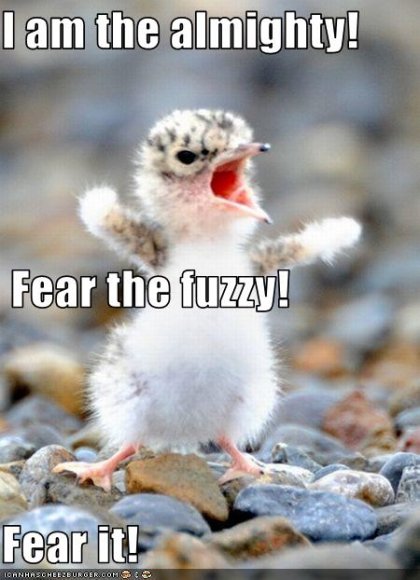 Anonymous-funny-pictures-tiny-bird-is-fierce