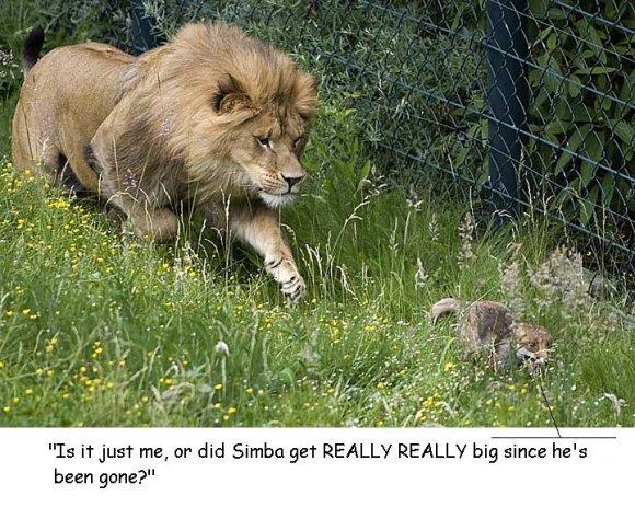 Anonymous-lion-germany_weather_zoo_mm