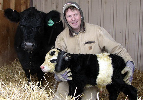 Anonymous-alg_panda-cow