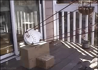 Fred_Bedderhead-squirrel