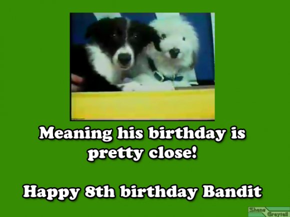 Shane_Graytail-band03