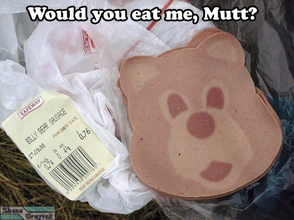 Shane_Graytail-BBear