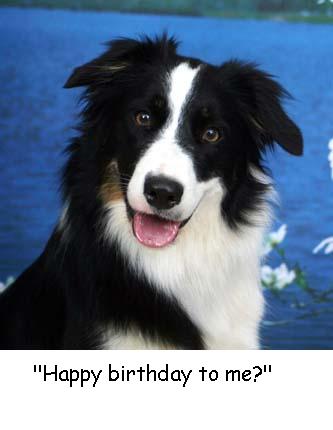 Garrisonskunk-BorderCollie