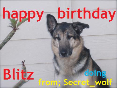 Secret-Wolf-3658143475_cd250775f6