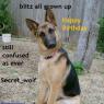 Secret-Wolf-germanshepherd