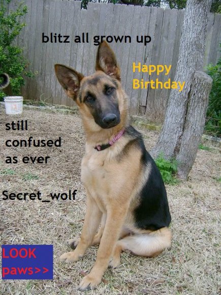 Secret-Wolf-germanshepherd