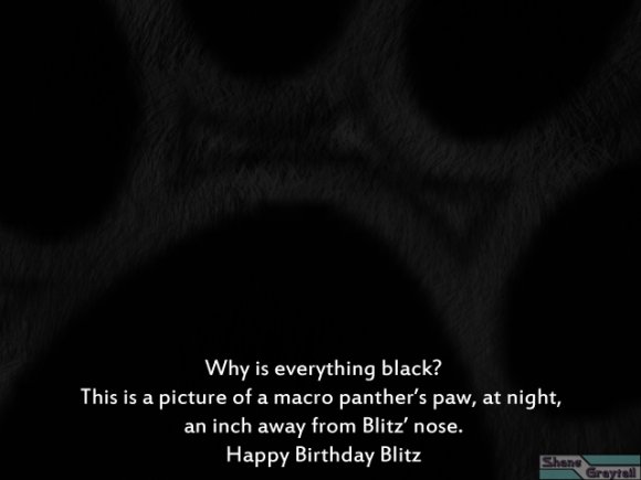 Shane_Graytail-HBDBlitz