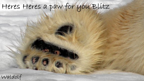 Waldolf-blitzpaw