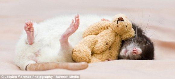 Anonymous-article-0-03A60878000005DC-769_634x286