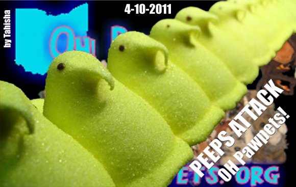Tahisha-Peeps_pre-emptive_strike_on_OH_Pawpets