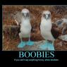 if-you-cant-say-anything-funny-show-boobies