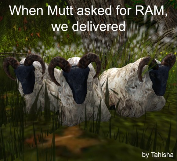 Tahisha-RAM_for_Mutt