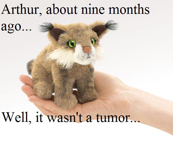 StrayCat-ArthurKitten