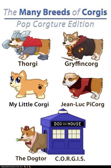 Anonymous-funny-dog-pictures-nerdy-corgis