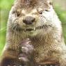 Anonymous-good-good-otter