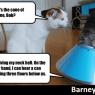 Barney_Husky-Cone_of_shame