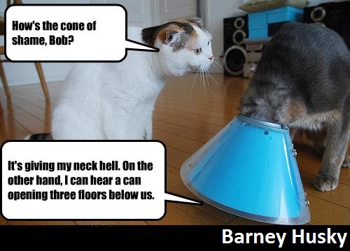Barney_Husky-Cone_of_shame