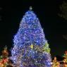 Ranger_Stormwolf-christmas-tree-beautiful-blue