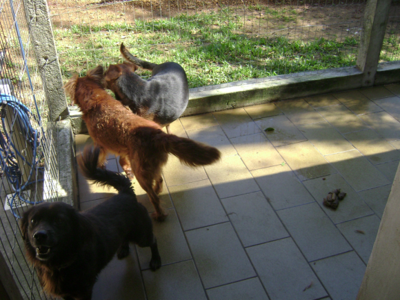 Chubb_Voulez-Chubb0Voulez0Funday0Housepets0Show