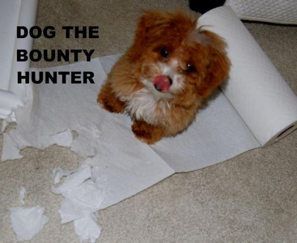 dogbountyhunter