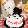 dog-birthday-party