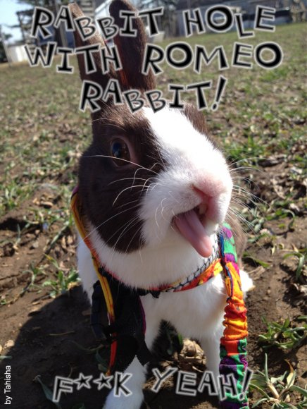 Rabbit Hole - F Yeah