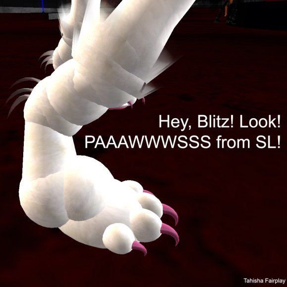 SL Paws for Blitz