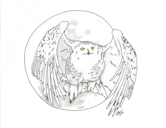 MoonOwl
