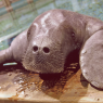 Snooty the Manatee