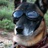 300px-German_Sheppard_w_doggles[1]