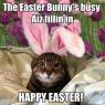 Easter Cat