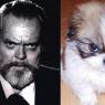 Celebrity-Dogs-4