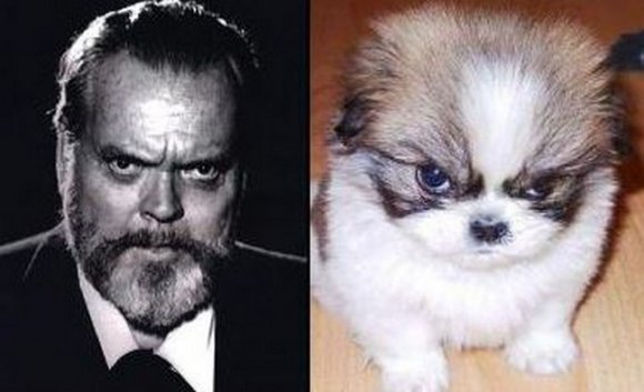Celebrity-Dogs-4