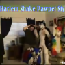 HarlemShake