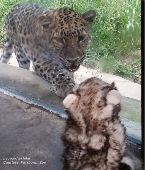 ferret spots a new friend