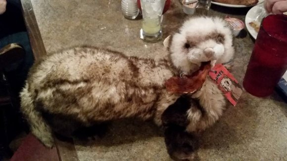 ferret bacon