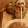 James Artjam - ferret chopsticks
