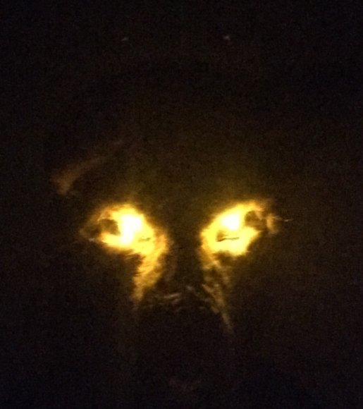 Ravey Nevermore - 2015-10-30 18.21.54