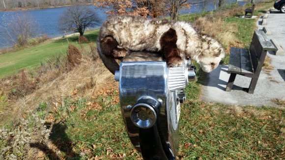 James Ferret - 20151114_123252